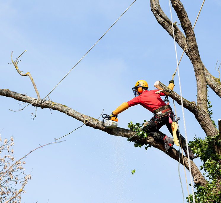Elagage d'arbre Chambray-les-Tours