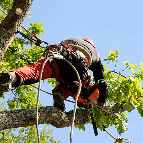 Elagage d'arbre Chambray-les-Tours