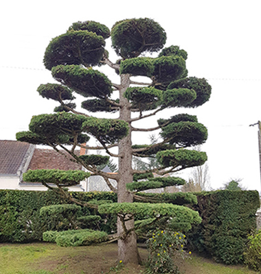 Elagage d'arbre Chambray-les-Tours