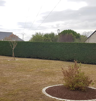 Elagage d'arbre Chambray-les-Tours