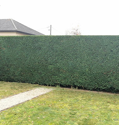 Elagage d'arbre Chambray-les-Tours