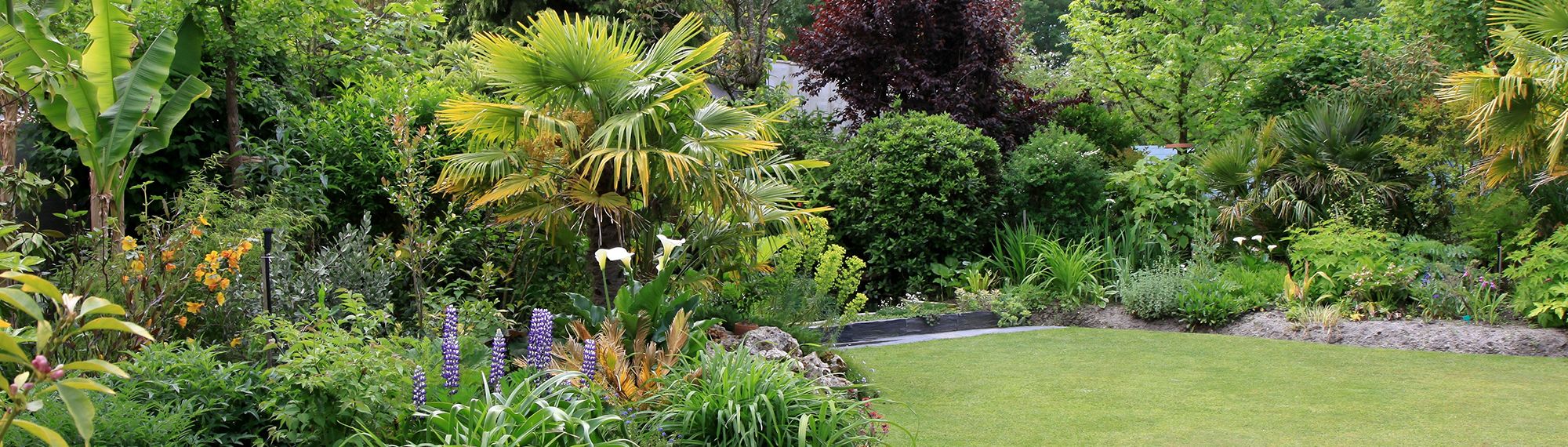 CYPRES DE VOS JARDINS