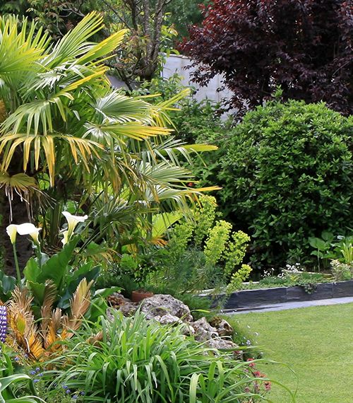 CYPRES DE VOS JARDINS